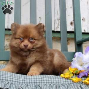 Barber, Pomeranian Puppy
